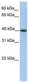 Pellino E3 Ubiquitin Protein Ligase Family Member 3 antibody, TA334992, Origene, Western Blot image 