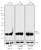Mouse IgG (H+L) antibody, A24515, Invitrogen Antibodies, Western Blot image 