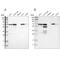 PDZ and LIM domain protein 5 antibody, NBP1-84843, Novus Biologicals, Western Blot image 