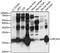 Hippocalcin Like 4 antibody, LS-C750417, Lifespan Biosciences, Western Blot image 
