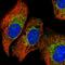 Quinoid Dihydropteridine Reductase antibody, HPA058951, Atlas Antibodies, Immunocytochemistry image 
