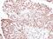 Ring Finger Protein 40 antibody, NBP2-20189, Novus Biologicals, Immunohistochemistry frozen image 