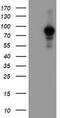 ATR Interacting Protein antibody, TA504641S, Origene, Western Blot image 