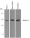Ninjurin 2 antibody, AF5056, R&D Systems, Western Blot image 