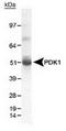 PDK1 antibody, TA301455, Origene, Western Blot image 