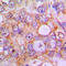 Caspase 1 antibody, LS-C351911, Lifespan Biosciences, Immunohistochemistry frozen image 