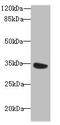 Myo-Inositol Oxygenase antibody, orb36908, Biorbyt, Western Blot image 