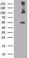 Proteasome 26S Subunit, Non-ATPase 2 antibody, TA503220S, Origene, Western Blot image 