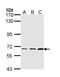 Phosphatidylinositol-4-Phosphate 5-Kinase Type 1 Alpha antibody, PA5-29405, Invitrogen Antibodies, Western Blot image 