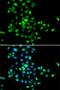 SBDS Ribosome Maturation Factor antibody, LS-C334358, Lifespan Biosciences, Immunofluorescence image 
