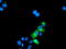 Golgi Membrane Protein 1 antibody, TA504116, Origene, Immunofluorescence image 