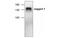 Jagged Canonical Notch Ligand 1 antibody, MBS837317, MyBioSource, Western Blot image 
