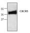 C-X-C Motif Chemokine Receptor 5 antibody, AP00159PU-N, Origene, Western Blot image 