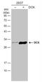 Deoxycytidine Kinase antibody, NBP2-16108, Novus Biologicals, Western Blot image 