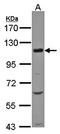 Solute carrier family 12 member 7 antibody, orb69950, Biorbyt, Western Blot image 