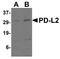 Programmed Cell Death 1 Ligand 2 antibody, A03295, Boster Biological Technology, Western Blot image 