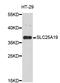TPC antibody, abx126570, Abbexa, Western Blot image 