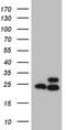 Ribosomal Protein L10 antibody, TA807673, Origene, Western Blot image 