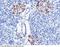 Retinol Binding Protein 4 antibody, 10354-RP02, Sino Biological, Immunohistochemistry paraffin image 