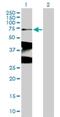 DNA repair protein XRCC1 antibody, H00007515-B01P, Novus Biologicals, Western Blot image 