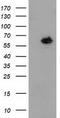 Guanylate Binding Protein 5 antibody, TA502241, Origene, Western Blot image 