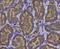 Glutathione Peroxidase 1 antibody, NBP2-66873, Novus Biologicals, Immunohistochemistry paraffin image 