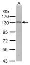 Ubiquitin Specific Peptidase 15 antibody, orb73979, Biorbyt, Western Blot image 