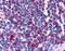 Opioid Receptor Delta 1 antibody, PA1-32851, Invitrogen Antibodies, Immunohistochemistry paraffin image 