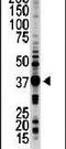 Serine/Threonine Kinase 16 antibody, PA5-14078, Invitrogen Antibodies, Western Blot image 