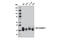 Heterogeneous nuclear ribonucleoprotein D0 antibody, 12382S, Cell Signaling Technology, Western Blot image 
