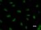 Small Nuclear RNA Activating Complex Polypeptide 1 antibody, LS-C342633, Lifespan Biosciences, Immunofluorescence image 