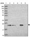 Secretion Associated Ras Related GTPase 1B antibody, PA5-61724, Invitrogen Antibodies, Western Blot image 