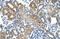 Dicarbonyl And L-Xylulose Reductase antibody, 29-754, ProSci, Immunohistochemistry frozen image 