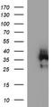 CD326 / EpCAM antibody, CF506650, Origene, Western Blot image 
