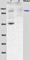 Kruppel Like Factor 5 antibody, orb6270, Biorbyt, Western Blot image 