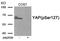 Yes Associated Protein 1 antibody, AP55904PU-N, Origene, Western Blot image 