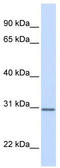 Enoyl-CoA Delta Isomerase 1 antibody, TA346703, Origene, Western Blot image 