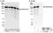 Small Nuclear Ribonucleoprotein U5 Subunit 200 antibody, NBP1-79036, Novus Biologicals, Western Blot image 
