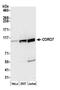 Coronin 7 antibody, NBP2-60706, Novus Biologicals, Western Blot image 