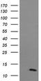 D-Dopachrome Tautomerase antibody, LS-C174426, Lifespan Biosciences, Western Blot image 