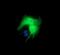Deleted In Primary Ciliary Dyskinesia Homolog (Mouse) antibody, NBP2-45679, Novus Biologicals, Immunofluorescence image 