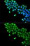 DBP antibody, GTX64444, GeneTex, Immunofluorescence image 