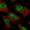 Zinc Finger Protein 821 antibody, HPA036372, Atlas Antibodies, Immunofluorescence image 