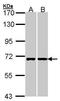 RIC8 Guanine Nucleotide Exchange Factor A antibody, TA309032, Origene, Western Blot image 