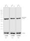 Rat IgG Isotype Control antibody, A18921, Invitrogen Antibodies, Western Blot image 