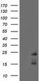 Receptor activity-modifying protein 2 antibody, TA504410S, Origene, Western Blot image 