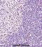 Bruton Tyrosine Kinase antibody, abx027458, Abbexa, Immunohistochemistry frozen image 