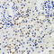 Cold-inducible RNA-binding protein antibody, 22-312, ProSci, Immunohistochemistry frozen image 