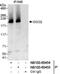 Shugoshin-like 2 antibody, NB100-60454, Novus Biologicals, Immunoprecipitation image 