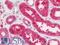 Aspartoacylase antibody, LS-B10894, Lifespan Biosciences, Immunohistochemistry paraffin image 